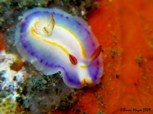 Tiny 10mm nudibranch (Thorunna florens) by Brian Mayes 